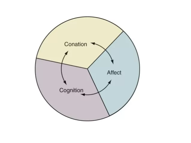 Concept of Attitude in Consumer Behaviour - Tricomponent Attitude Model